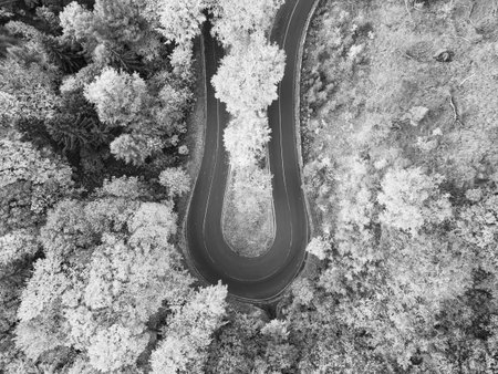 A winding road meanders through an autumn forest, showcasing a breathtaking array of fall. The scene captures the essence of the season's beauty. Black and white photographyの写真素材