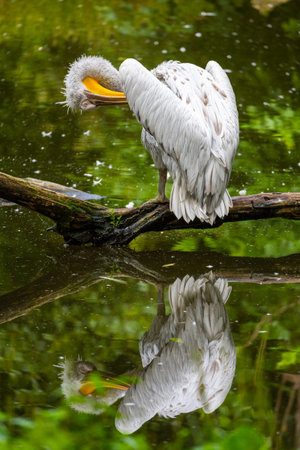 A pelican rests gracefully on a log over calm water, preening its feathers. The reflection in the water creates a serene scene surrounded by lush greenery.の写真素材