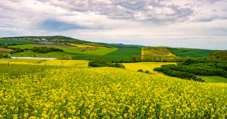 Golden fields of flowers span the rolling hills of Moravian Tuscany during a cloudy day. The landscape showcases the regions agricultural beauty and diverse crops under a gentle sky.の写真素材