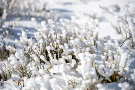 Sunlight sparkles on a frozen landscape, illuminating clusters of snow-covered plants. The bright day highlights the beauty of winter, creating a serene, crisp atmosphere.の写真素材