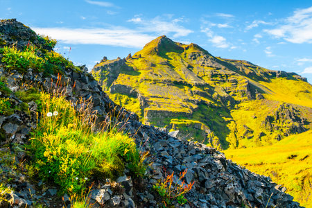 Wildflowers flourishing against a backdrop of lush green slopes at Drangshlarfjall during a sunny summer day. Skogar, Icelandの写真素材