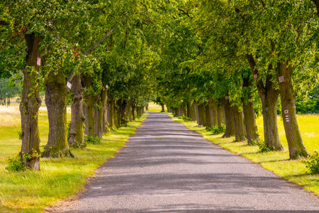 A tranquil summer day along a tree-lined alley where vibrant green leaves provide shade. The asphalt road invites visitors for a leisurely stroll or drive through natures beauty.の写真素材
