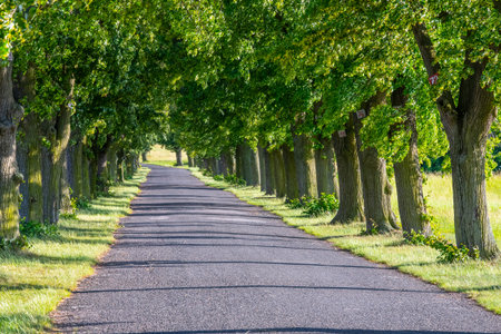 An inviting lane bordered by majestic deciduous trees stretches into the distance. The sunny atmosphere enhances the vibrant green leaves and offers a peaceful escape perfect for leisurely walks.の写真素材