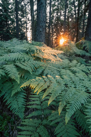 Sunlight filters through the trees, casting a warm glow over lush bracken ferns in the forest at sunset. Nature showcases its beauty as day transitions to night.の写真素材