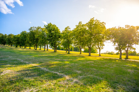 A beautiful avenue lined with tall deciduous trees greets visitors under a bright summer sky. The warm sunlight casts gentle shadows on the grassy lane and asphalt road.の写真素材
