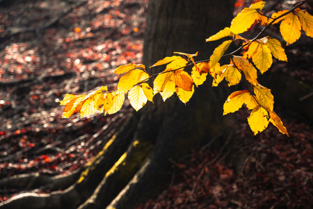 Sunlight shines on bright yellow leaves hanging from a branch in a forest. Brown leaves are scattered on the ground at the base of a large tree. The forest floor is in shadow.の写真素材