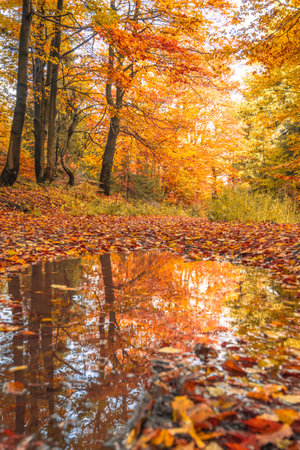 A country road winds through an autumn forest, showcasing vibrant fall colors and a puddle that reflects the surrounding trees and leaves. Natures beauty is on full display during this season.の写真素材