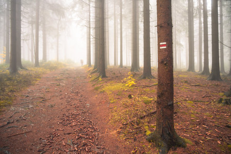 A winding trail cuts through a dense forest filled with trees. The fog creates a mysterious atmosphere as nature comes alive.の写真素材