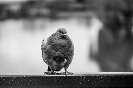 A pigeon stands confidently on a railing, its feathers slightly ruffled. Behind it, a tranquil body of water reflects the soft light of dusk, creating a peaceful atmosphere.の写真素材