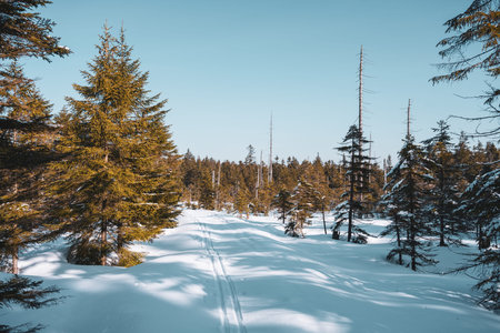 The trail curves through a winter landscape, surrounded by evergreen trees. Bright sunlight shines...