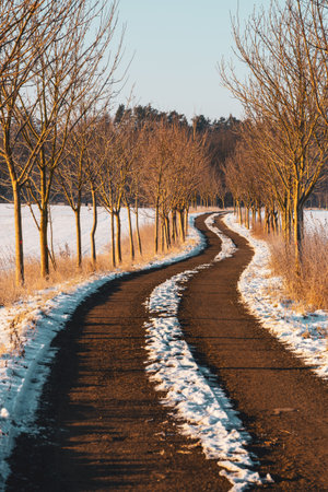 A winding road curves through a serene winter landscape. Trees line the sides, their branches bare against the clear sky. Snow covers parts of the ground, creating a peaceful scene.の写真素材