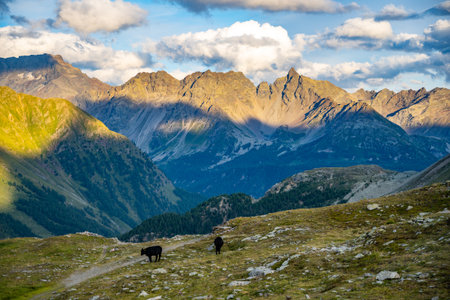 The sun sets over Bernina Pass, casting golden light on the rugged Swiss Alps. Cows graze peacefully on the alpine slopes, surrounded by stunning mountain vistas.の写真素材
