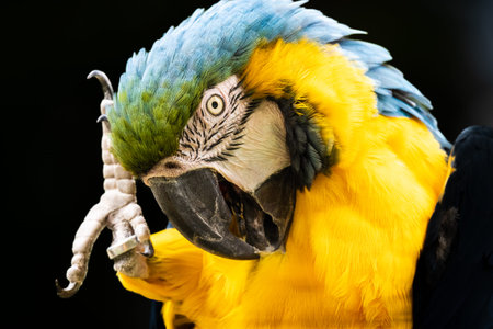A blue-and-yellow macaw sits on a branch, using its beak to groom its colorful feathers. The bird is in a natural setting, with a dark background highlighting its vibrant colors.