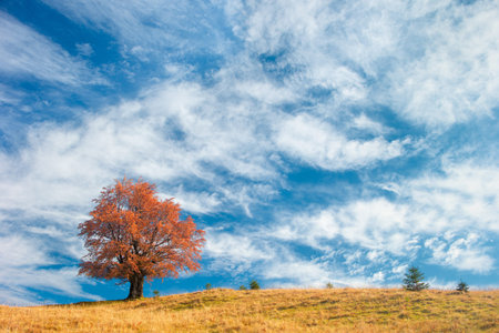 Autumn tree on a background of blue sky with beautiful clouds