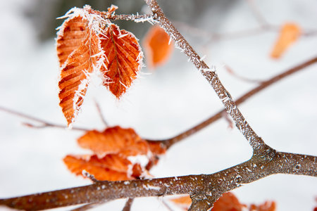 yellow oak leaves in the snow and frostの写真素材