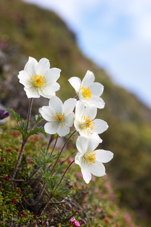 white flowers high in the mountainsの写真素材