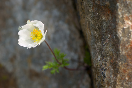 white flowers high in the mountainsの写真素材