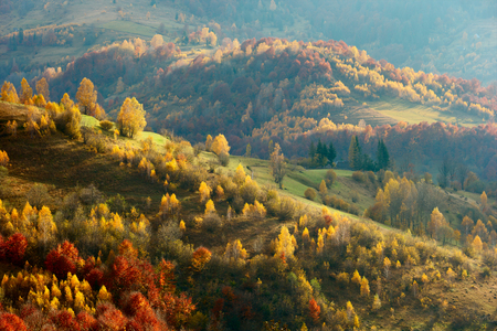 Autumn forest and yellow birch covered Carpathian mountains.の写真素材