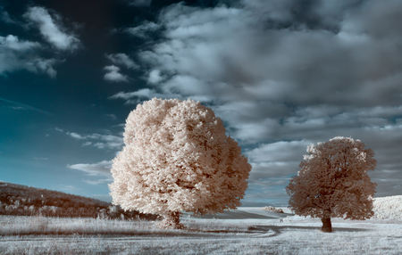 Infrared landscape. white wood middle of the field. sky and dramatic cloudsの写真素材