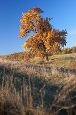 yellow lonely tree on the hill, panorama, autumn