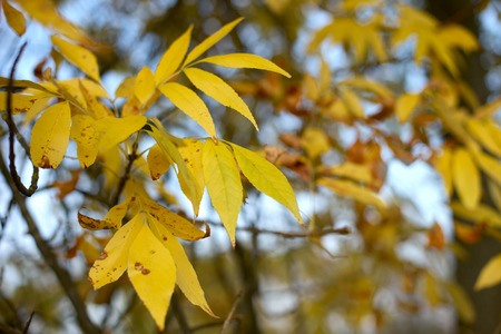 Autumn yellow leaves close, beautifully blurred backgroundの写真素材