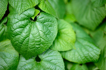 many green leaves. wall covered with leaves