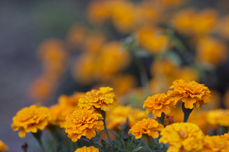 bush marigold flowers. macro. blurred backgroundの写真素材