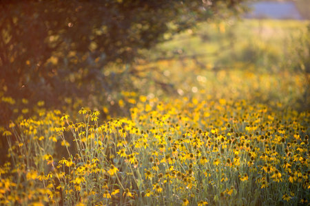 yellow flowers in a field. Shallow Depth of Field, beautifully blurred background
