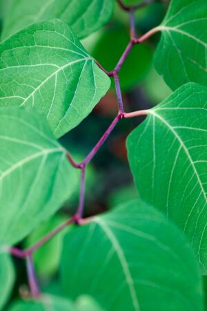 green leaves on a branch close-up. small depth of field.の写真素材