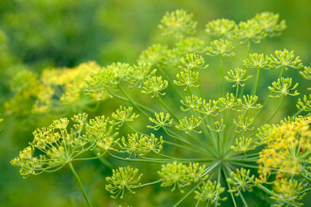 dill flower close-up. blurred background