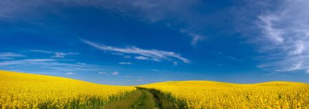 yellow rapeseed field, the sky beautiful clouds, sunset.の写真素材