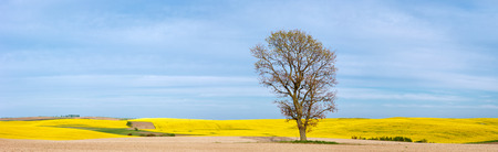yellow rapeseed field, the sky beautiful clouds, sunset.の写真素材