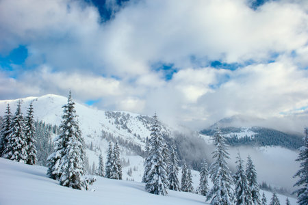 Winter Carpathian mountains and fog with beautiful sunlight. Trees covered with snow.