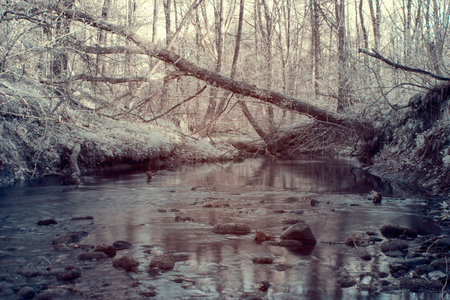 infrared photography, a small river in a forest in the foreground rocks overgrown with moss