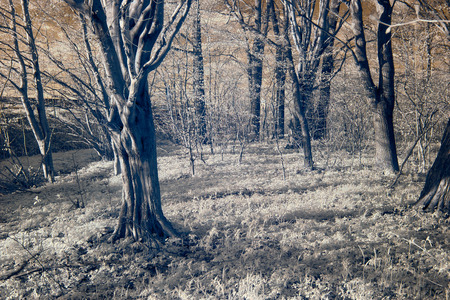 infrared photography. forest and in good lightの写真素材