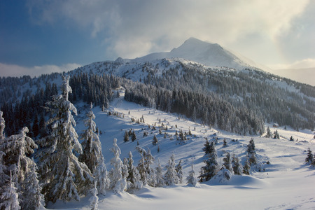 Carpathian mountains in winter, sunrise and sunset, trees covered with white snow, dramatic skyの写真素材
