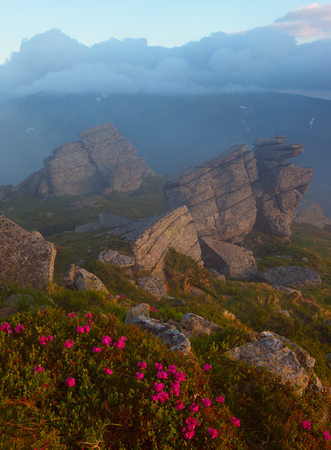 Rhododendron flowers in the mountains, gray stones and rocks,の写真素材