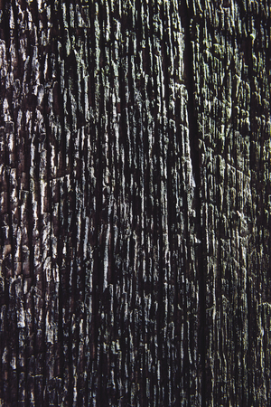 wooden planks close-up, beautiful wood texture.の写真素材