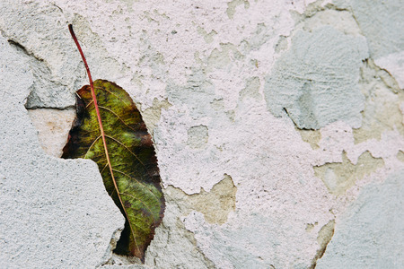 old dry and wet leaves on concreteの写真素材