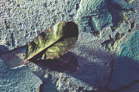 old dry and wet leaves on concreteの写真素材