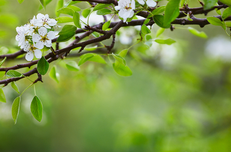 white flowers on a tree pear, lots of green leaves, large drops of rainの写真素材