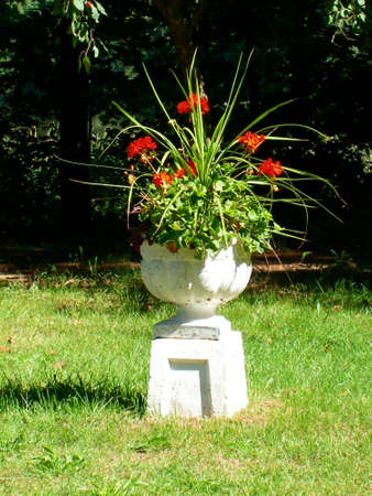 Red, carnation-like flowers in a white stone pot.の写真素材