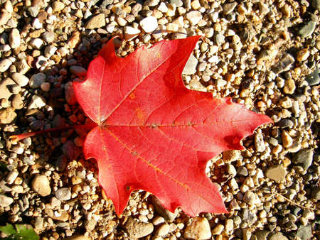 A close-up of a red maple leaf.の写真素材