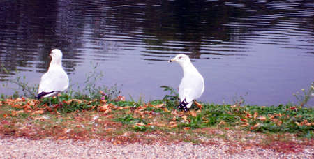 A pair of seagulls on a lakeshore. When I shotの写真素材