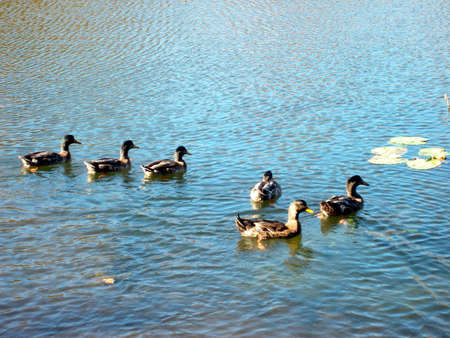 Six ducks swimming in a lake.の写真素材