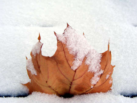 A maple leaf dusted with snow.の写真素材