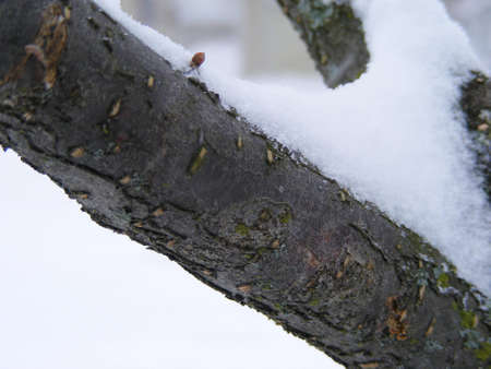 A tree limb topped with snow.の写真素材