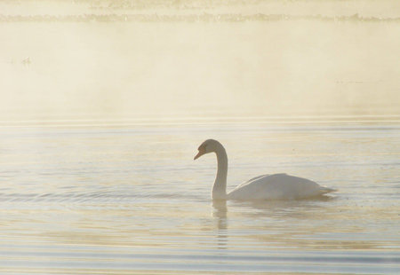 A swan swimming on a steaming lake in the early morning.の写真素材