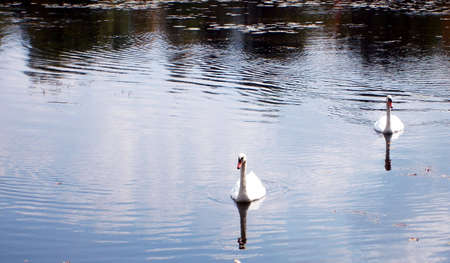 Two swans swimming in a placid lake.の写真素材