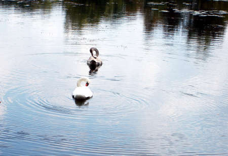 Two swans swimming in a placid lake.の写真素材
